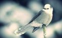   whitebird